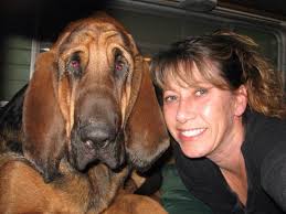 Buford is a gentle giant. He is a mountain cur/bloodhound cross. He is 125  pounds. He is strong and does pull some