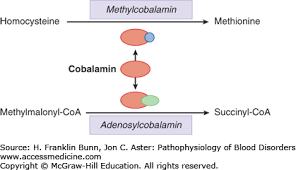 Megaloblastic Anemias Pathophysiology Of Blood Disorders