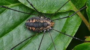 Image result for Haumaniastrum speciosum