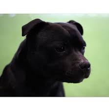 Staffordshire bull terriers are a natural dog and generally robust. Registered Staffordshire Bull Terrier Dog Breeders In Victoria Vic Australia