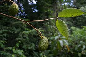 Image result for Tabernaemontana eglandulosa