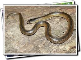 Image result for Carpentaria