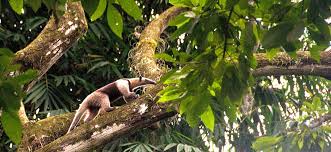 The park has numerous hiking trails and rustic camping refuges. Corcovado National Park The Jewel Of Costa Rica Iguana Lodge