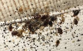 We eliminate ants, spiders, bedbugs, bees. Bedbug Control Glasgow City Pest Solutions
