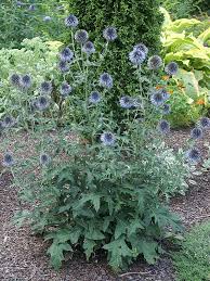 Image result for Echinops