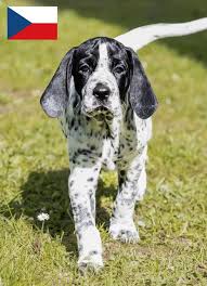 Image result for auvergneský ohař