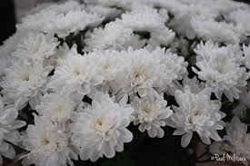 Pin On Year Round Flowers To Grow
