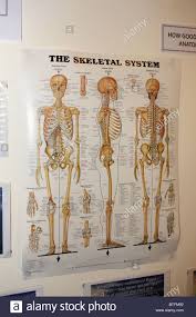 A Wall Chart Showing The Skeletal System Of The Human Body