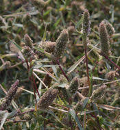 Image result for Crypsis schoenoides