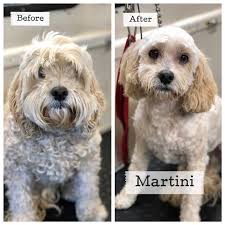 Aussie pet mobile douglas county. Pet Grooming Costs For Small Large Pets 2021 Oneflare