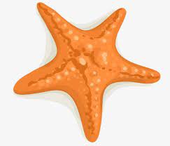 Orange Cartoon Starfish Png Clipart Cartoon Cartoon Clipart Decorative Decorative Pattern Dig Free Png Download Cartoon Starfish Cartoon Cartoon Clip Art