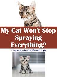 12 Beyond Words Stop Cat From Spraying On Carpet Cat Spray Male Cat Spraying Cat Repellant