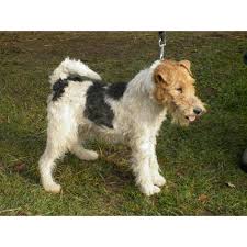 Image result for foxterier drsnosrstý