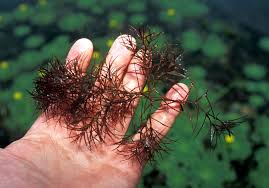 Image result for Najas