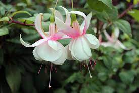 Annabel Fuchsia Garden Pink Fuchsia