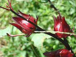 Hibiscus Tea Sorrel Drink Health Benefits Myhealthbynature Hibiscus Tea Hibiscus Hibiscus Flowers