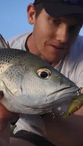 I'm addicted to these things 😍 so much fun when you catch them in such  shallow water where they are so aggressive! @rapalaaustralia CrushCity  Imposter is a stand out for these fish