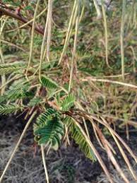 Image result for Sesbania sesban