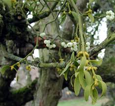 Image result for Viscum