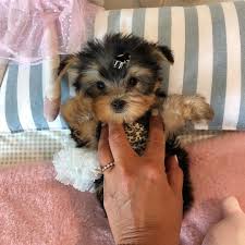 Maybe you would like to learn more about one of these? Yorkshire Terrier Teacup For Sale