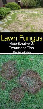Grass Fungus Tips On Identifying And Treating Of Lawn Fungus Lawn Care Tips Garden Pests Lawn