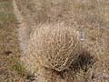 Image result for Salsola rabieana