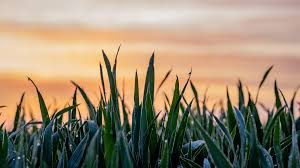 madiruvee OnlyFans - madi ruve - Creator Profile - Fleshbot