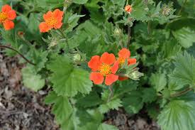 In our first month, we suffered three floods due to maintenance error, central air failed, cracks and damages in walls, washer/dryer unit was shot, and numerous other issues. Boris Avens Geum Borisii In Vancouver Victoria Burnaby Penticton Coquitlam British Columbia Bc At Gardenworks
