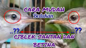 Burung ciblek merupakan salah satu jenis burung perkicau dengan body kecil seperti burung pleci. Membedakan Ciblek Jantan Dan Betina Anakan Paling Mudah Youtube