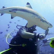 Swimming with Sharks | Discovery