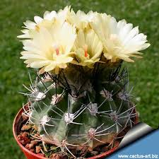 Image result for Eriosema verdickii