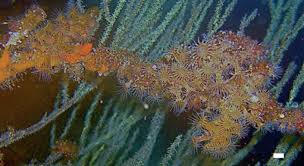 120requires level 23, 80 dex. File Antipathozoanthus Hickmani Pinzon Island Png Wikipedia