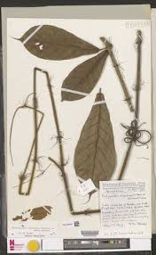 Image result for Dictyophleba