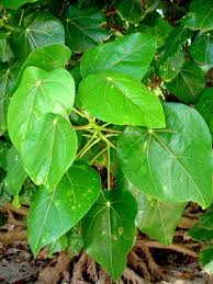 Image result for Hernandiaceae