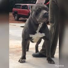 There's no question mark about this one. Xl Xxl Pitbull Puppies For Sale Xl Pit Bulls Pitbull Puppies