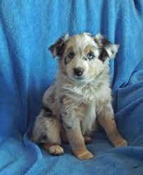 Miniature Australian Shepherd Puppy For Sale In Des Moines Ia Adn-25796 O Miniature Australian Shepherd Puppies Miniature Australian Shepherd Lab Mix Puppies