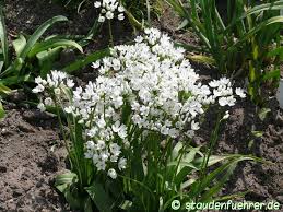 Allium Cowanii Pflanzen Gewachs Gartenbeet