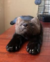 Russian Sable Animal Google Search In 2020 Cute Animals Pets Animals