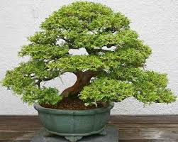 We did not find results for: Sawara Cypress Bonsai Tree Bonsai Indoor Bonsai Bonsai Art