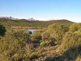 Image result for Euclea undulata