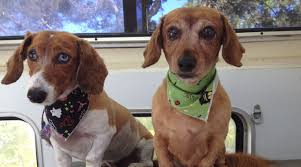 Pet groomers near me hiring. Questions To Ask A Pet Groomer Prior To Hiring Them