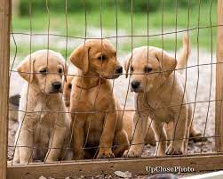 Enter your email address to receive alerts when we have new listings available for lab puppies for sale. British Labrador Puppies Sporting Life Kennels