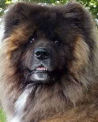 It is important to take into account that the life expectancy of an akita is influenced by at least 5. Yogi Long Haired Japanese Akita Japanese Akita Akita Dog American Akita Dog