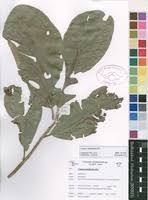 Image result for Uapaca sansibarica