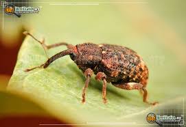 North American Beetles