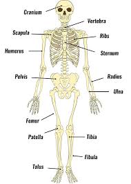 Play this game to review human anatomy. The Human Skeleton Bones Structure Function Teachpe Com