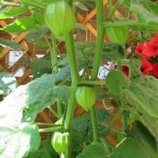 Physalis Anbauen Pflegen Und Ernten Gartenmoni Altes Wissen Bewahren Physalis Gartenarbeit Altes Wissen