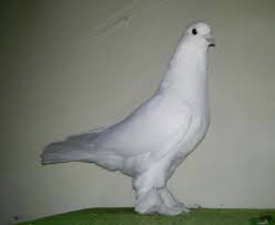 Pin By Blt Blt On Guvercin Pidgeon Animals Pigeon Bird