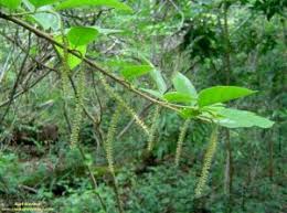 Image result for Antidesma vogelianum