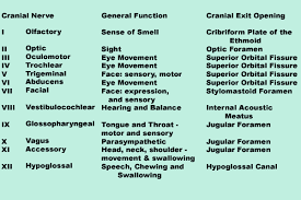 Mnemonic For 12 Cranial Nerves And Their Types Cranial Nerves Nursing School Tips Speech Language Pathology
